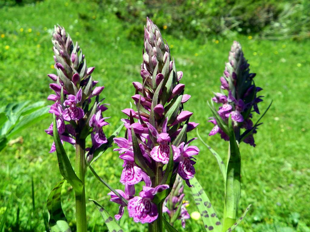 Pirenei Occidentali francesi - Dactylorhiza majalis